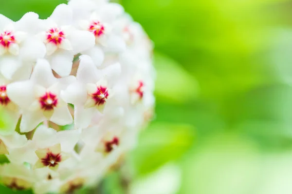 Close Star Shaped White Pink Flowers Hoya Carnosa Porcelain Flower — Stock Photo, Image