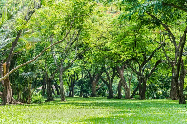 Alberi Rami Foglie Prati Sono Bosco Parco Natura Verde Legno — Foto Stock