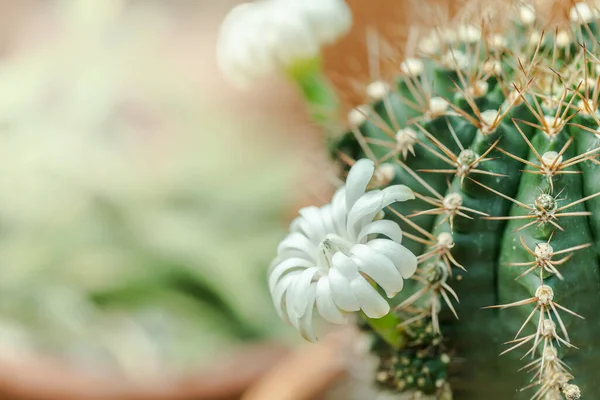 Gros Plan Fleur Cactus Blanc Fleurissant Avec Fond Chaud Lumière — Photo