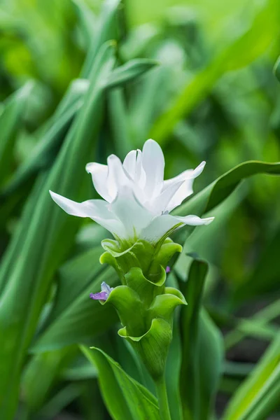 Curcuma Zanthorrhiza Siam Tulip Curcuma Alismatifolia Weiße Blume Der Natur — Stockfoto