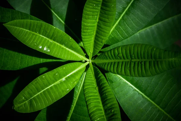 Fondo Hoja Verde Hermosa Jardín Plantas Decorativas Para Colocar Texto —  Fotos de Stock