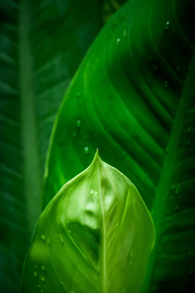 Yeşil Yaprak Arka Plan Bahçede Güzel Dekoratif Bitkiler Metin Harfler — Stok fotoğraf