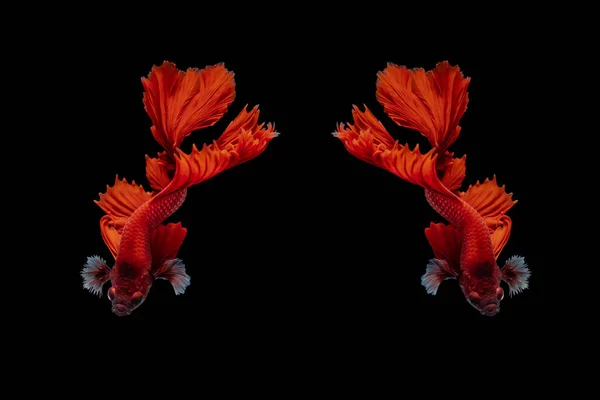 Red Siamese Fighting Fish Betta Splendens Black Background Betta Fancy — Stock Photo, Image