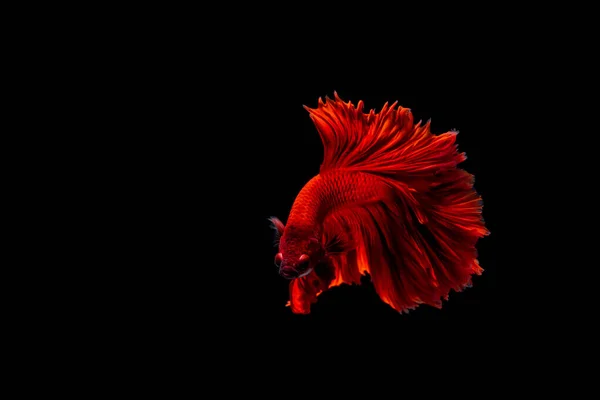 黒を背景に ベッタ ファンシー ハーフムーン プラカット 赤サンゼーの戦い魚ベッタ ルネサンス — ストック写真