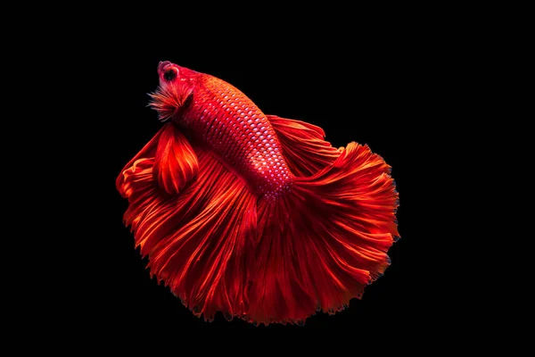 Roter Siamesischer Kampffisch Betta Splendens Auf Schwarzem Hintergrund Betta Fancy — Stockfoto