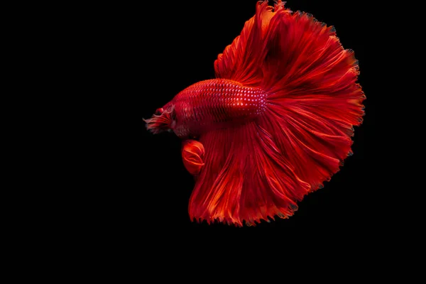 Vermelho Siamês Combate Peixe Betta Splendens Fundo Preto Betta Fantasia — Fotografia de Stock