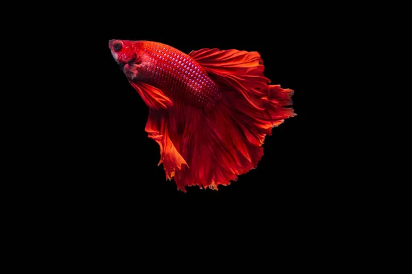 Красная Сиамская Боевая Рыба Бетта Великолепен Черном Фоне Бетта Fancy — стоковое фото