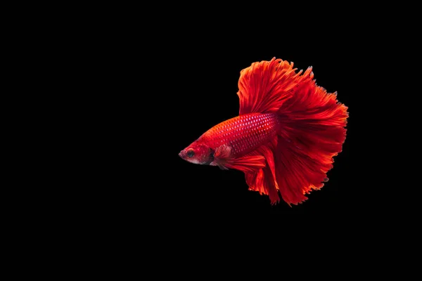 Peces Siameses Rojos Betta Splendens Sobre Fondo Negro Betta Fancy —  Fotos de Stock