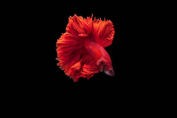 黒を背景にした赤ベッタ戦魚 Betta Fancy Koiハーフムーンプラカット — ストック写真