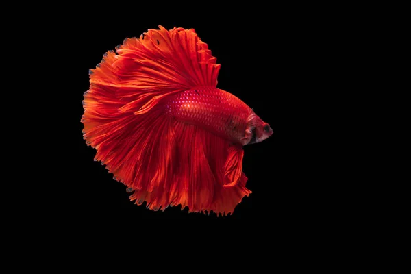 Красная Сиамская Боевая Рыба Бетта Великолепен Черном Фоне Бетта Fancy — стоковое фото
