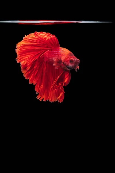 Red Siamese Fighting Fish Betta Poriens Black Background Betta Fancy — 스톡 사진