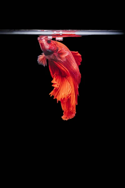 Röda Siamesiska Bekämpa Fisk Betta Splendens Svart Bakgrund Betta Fancy — Stockfoto