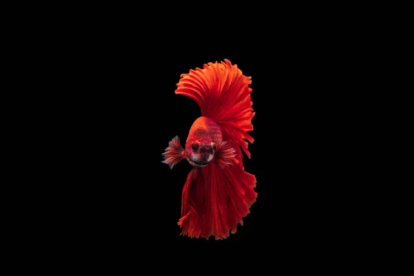Red Siamese Fighting Fish Betta Splendens Sfondo Nero Betta Fancy — Foto Stock