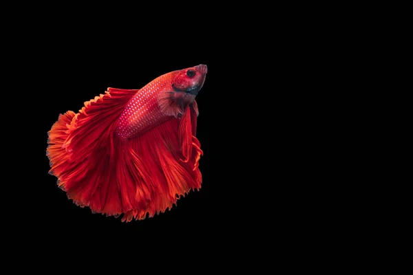 Red Siamese Fighting Fish Betta Splendens Black Background Betta Fancy — Stock Photo, Image