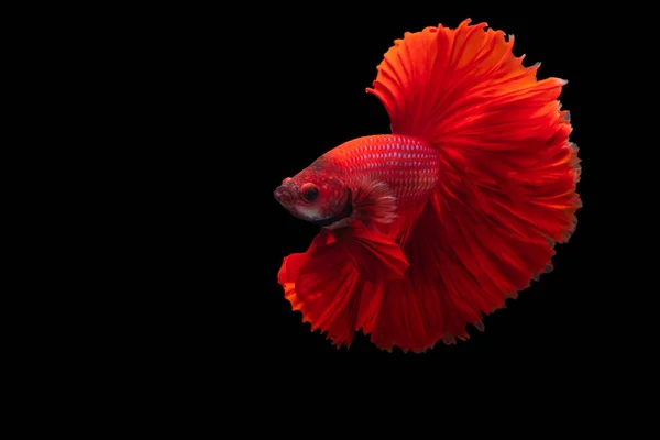 Peces Siameses Rojos Betta Splendens Sobre Fondo Negro Betta Fancy —  Fotos de Stock