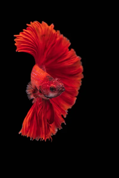 배경에서 물고기와 싸우는 Betta Fancy Koi Halfmoon Plakat — 스톡 사진