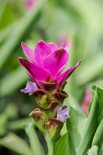 Curcuma Zanthorrhiza (Siam Lale Curcuma Alismatifolia) Beyaz Çiçek Doğada ve Bahçede