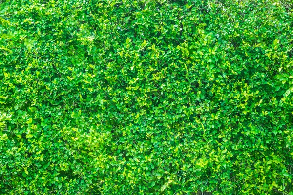 Grüner Blatthintergrund Schön Garten Und Dekorative Pflanzen Zum Platzieren Von — Stockfoto