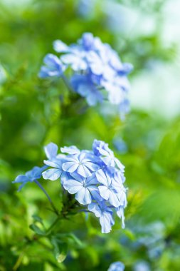 Güzel mavi çiçek, Pelerin Leh otu, Plumbago Auriculata, bahçede