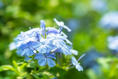 Güzel mavi çiçek, Pelerin Leh otu, Plumbago Auriculata, bahçede