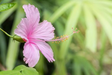 Bahçede Hibiscus çiçeği veya Pembe çiçek, Çin gülü, Çin amblemi, Hawaii amblemi, ayakkabı çiçeği (Hibiscus rosa sinensis)