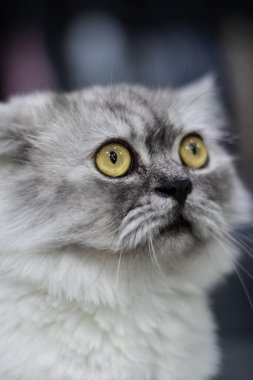 Sarı gözlü gri kedi oturuyordu ve kameraya bakıyordu bulanık arka plandan ayrılmıştı.