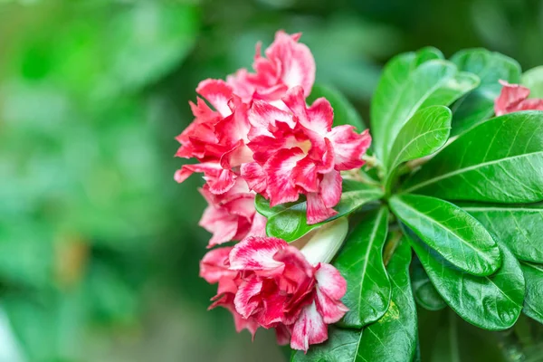 Beautiful Desert Rose Flower Garden Blurry Green Leaf Background Mock — Stock Photo, Image