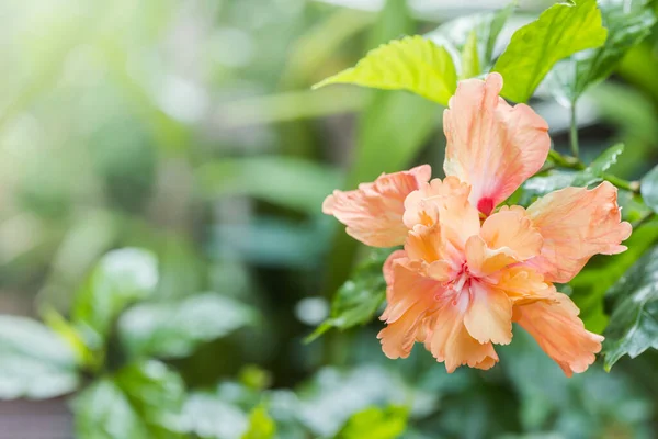 Hibiscus flower or Orange flower, China rose, Chinese hibiscus, Hawaiian hibiscus, shoe flower (Hibiscus rosa sinensis) in the garden