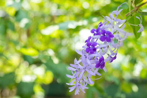 Beautiful Purple Wreath Vine Petrea Volubilis Queen Wreath Vine Flower — Stock Photo, Image