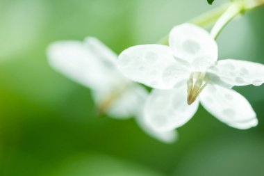 İsimleri olan tropik beyaz çiçek. Geçmişi bulanık su yasemini..