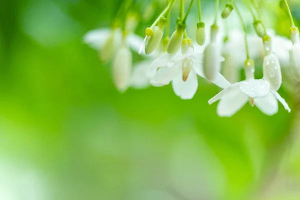 Tropical White Flower Names Water Jasmine Nature Blurred Background — Stock Photo, Image