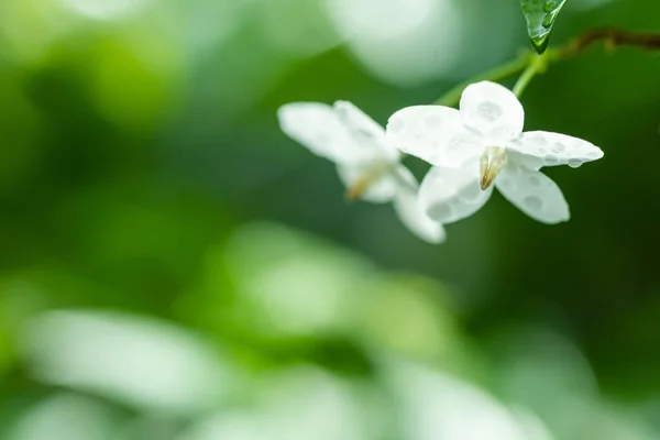 Tropical White Flower Names Water Jasmine Nature Blurred Background — Stock Photo, Image