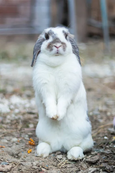 Kaninchen Die Weiß Und Schwarz Sind Das Ist Niedlich Und — Stockfoto