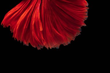 Çizgili yüzeylerden elde edilen soyut arkaplan resmi Kırmızı Betta 'nın yüzen siyah zemin üzerinde savaşan balığının kanat çırpmasından türemiştir.