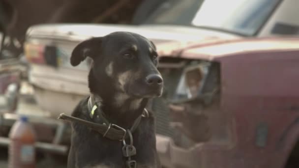 Verpletterde Oude Auto Gestapeld Scrapyard Gebruikte Auto Junk Werf Hond — Stockvideo
