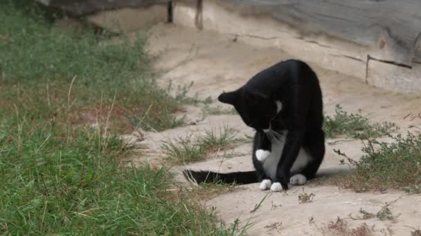 Czarny Kot Myje Się Ulicy Zielona Trawa Pobliżu Domu Zwierzęta — Wideo stockowe