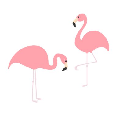 Beyaz arka planda izole edilmiş iki pembe flamingo.