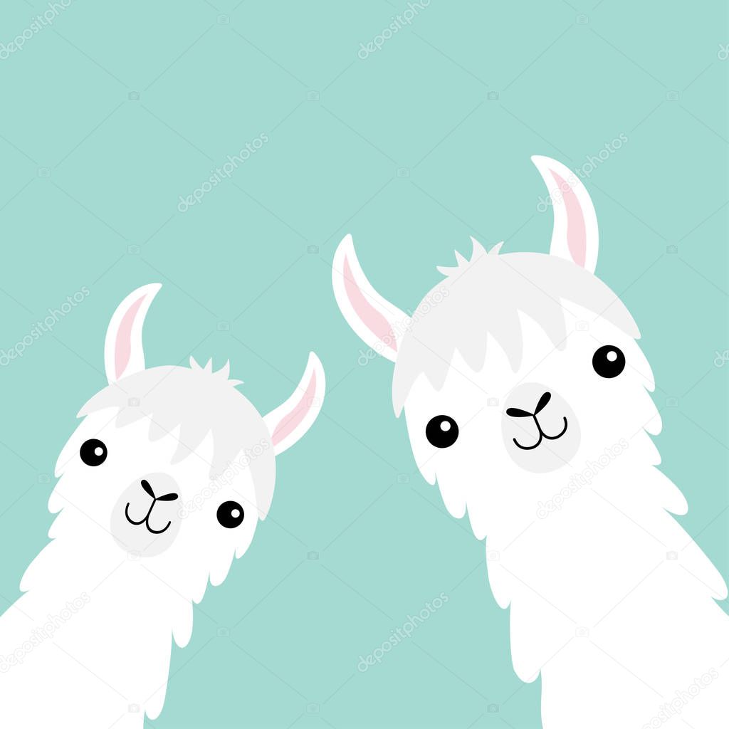 Two llama on blue background, Vector