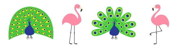 Peacock Pink flamingo set line. Feather out open tail. Exotic tropical bird. Zoo animal collection. Cute cartoon character. Decoration element. Flat design. White background. Isolated. — Stock Vector