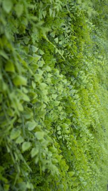 Yapay Eğrelti Otu Duvar