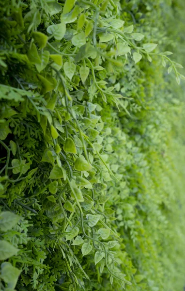 Yapay Eğrelti Otu Duvar