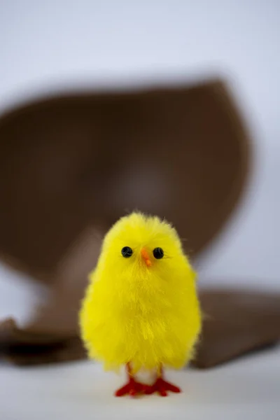 Pasen kuiken — Stockfoto