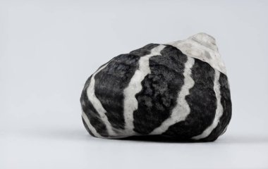 Periwinkle kabuk makro görüntü