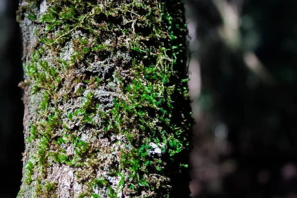 Yosun dappled orman ışığında bir ağacın gövdesiüzerinde büyüyen