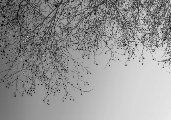 Branches en hiver — Photo