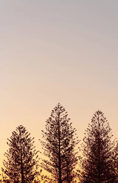 Norfolk pines at dusk — Stock Photo, Image