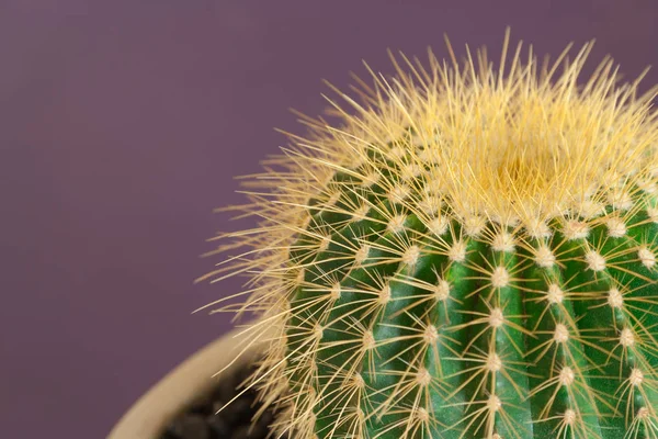 Kaktusy Używane Jako Wystrój Domu Przeciwko Fioletowym Tle — Zdjęcie stockowe