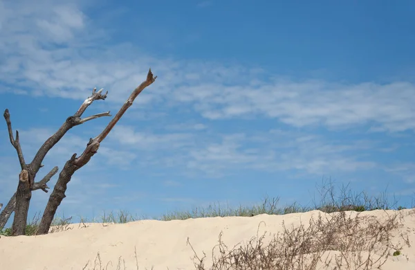 阳光明媚的一天 沿海沙丘上的植被 — 图库照片