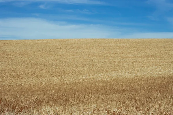 stock image An unharvested golden wheat field on a sunny day