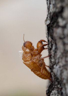 Güzel doğa sahne makro Cicada molting. Gözlerin gösterilmesi ve